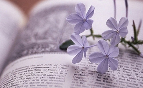 我看流氓燕、竹影青瞳及木子美